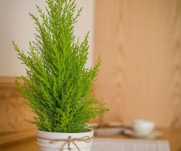 לינה וארוחת בוקר Goralsko Riwiera 3*